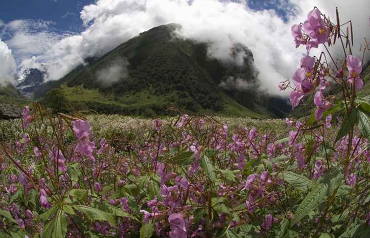 Comment visiter le parc national de la vallée des fleurs en Inde / Uttarakhand