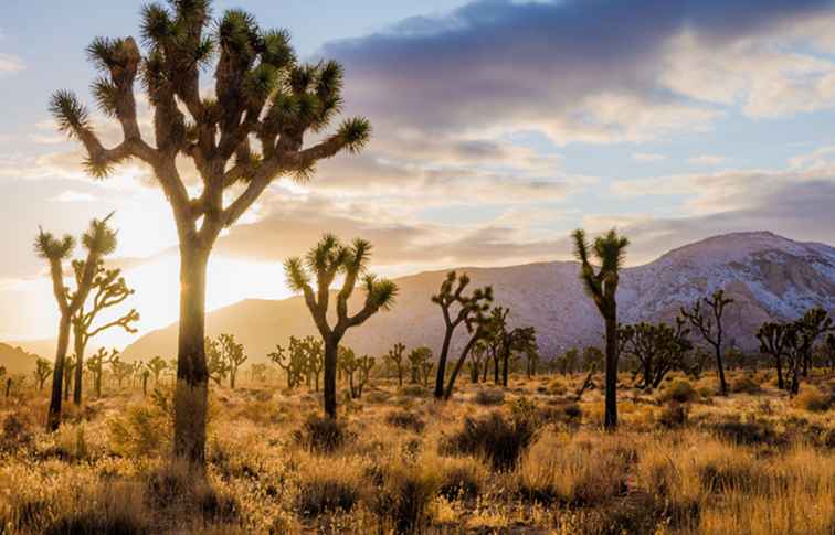 Joshua Tree National Park / Californië