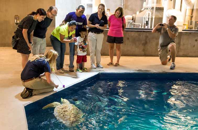 Odysea Aquarium i Scottsdale / Arizona