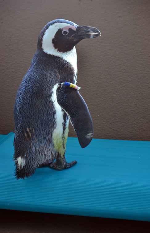 Penguin Encounters på Mystic Aquarium