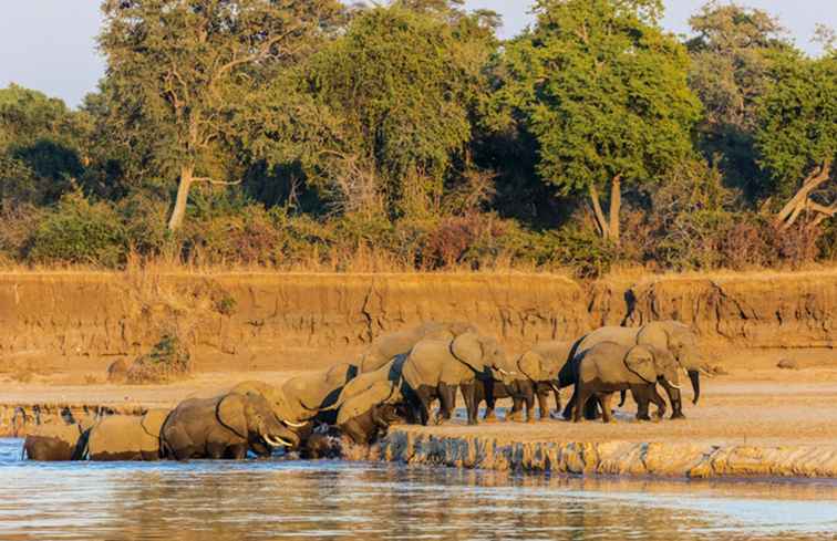 South Luangwa Nationalpark, Sambia Der komplette Führer