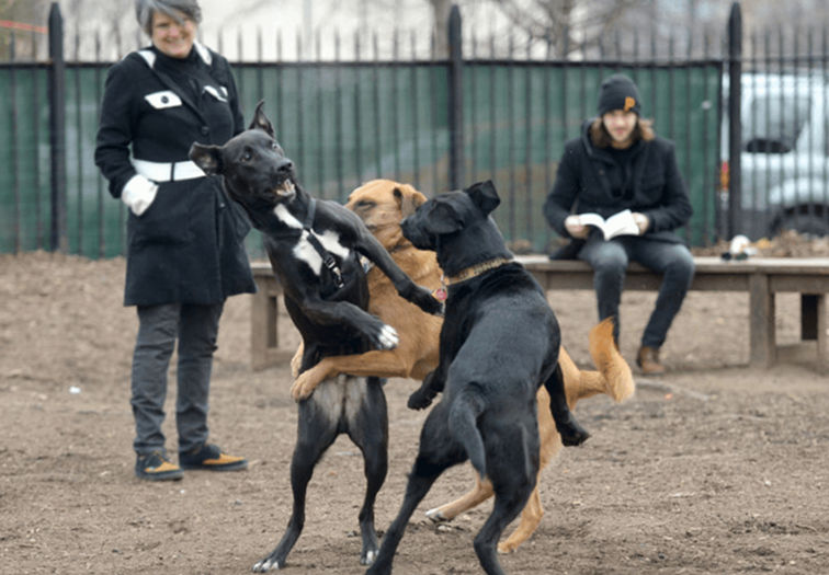 Los lugares más acogedores para perros en Brooklyn / Nueva York