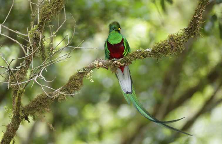 Das Tal der Quetzals in Costa Rica