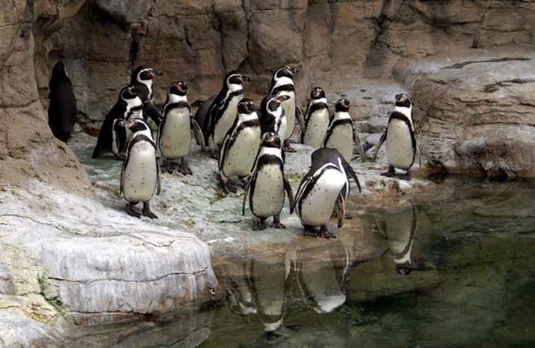Topp 10 saker att se och göra på St. Louis Zoo / Missouri