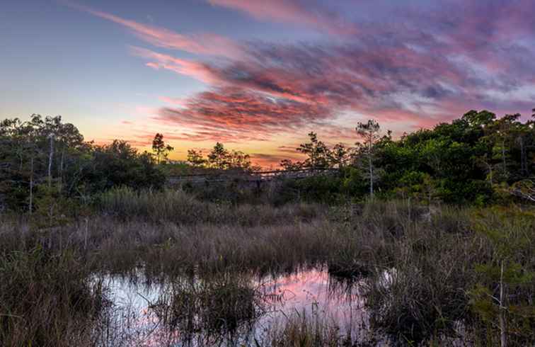 Diez actividades principales en el Parque Nacional Everglades / Florida