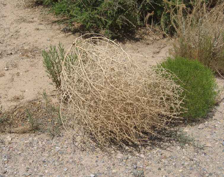 Tumbleweeds en el desierto de Arizona / Arizona