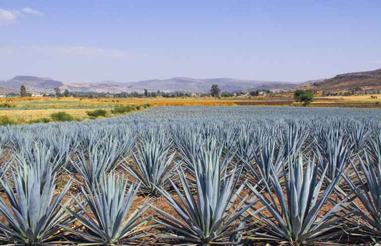 Was zu tun in Mexikos Tequila Country