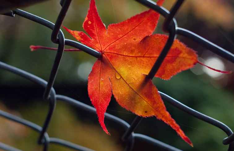 Dónde ver el follaje de otoño en Vancouver