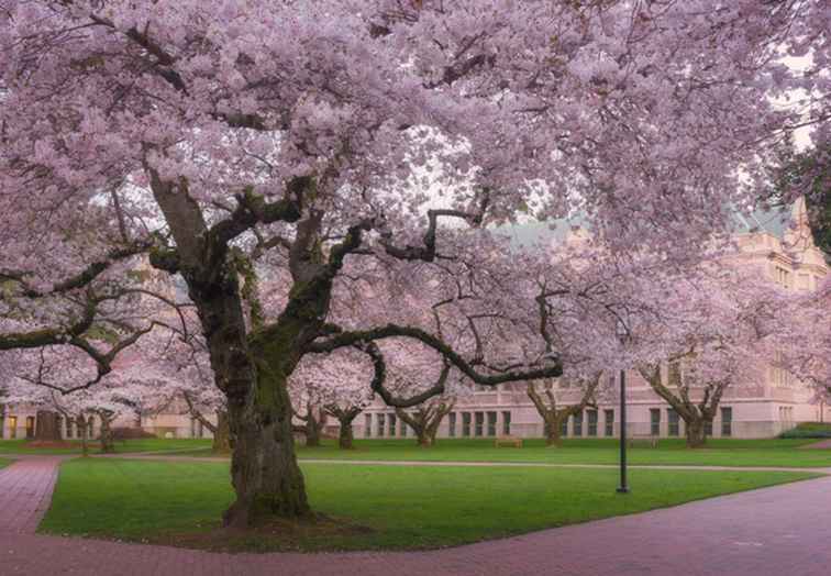 Wo man Kirschblüten in Seattle sieht / Washington