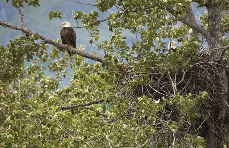 Su guía para la observación de águila calva cerca de Alton, IL / Illinois