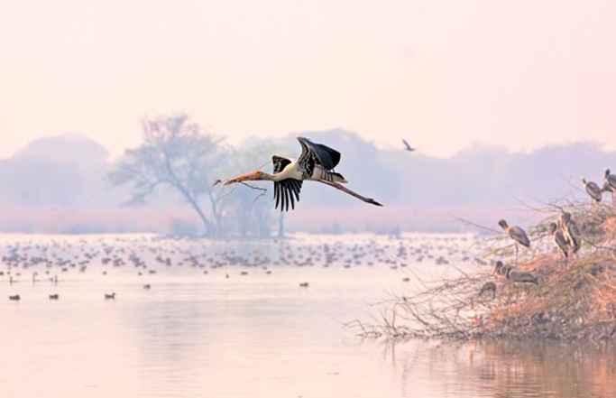 10 beste vogelreservaten in India voor vogelspotten / 