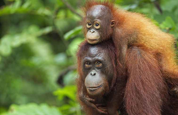 5 posti per vedere gli orangutan nel Borneo / Borneo