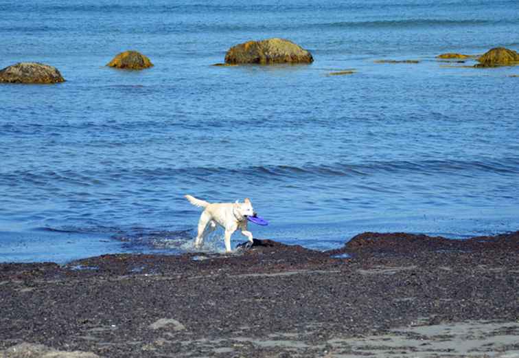 6 plaatsen in New England waar honden dol zijn op vakantie / 