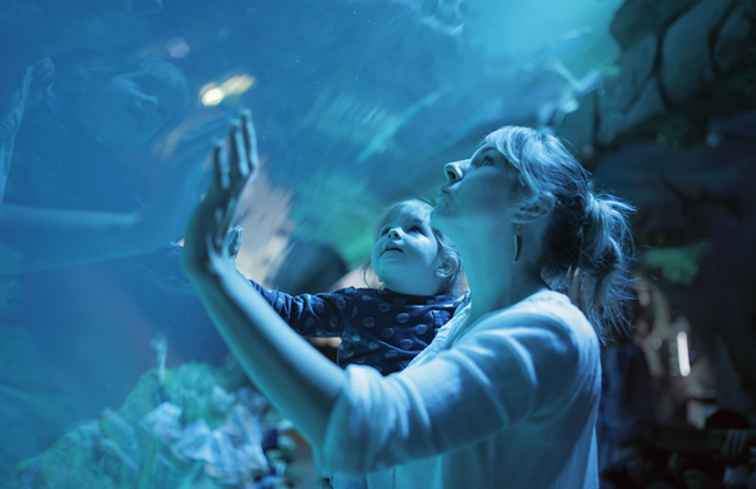 Een Insider's Guide to the Top 6 Aquaria in Texas
