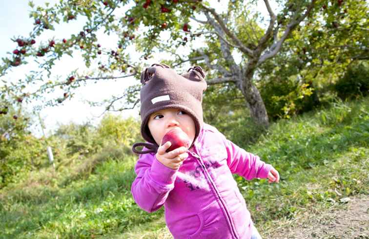 Apple Picking Orchards Near Montreal / Montreal