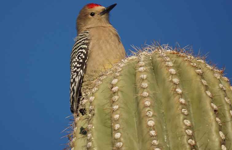 Vögel von Phoenix und Arizona / Arizona