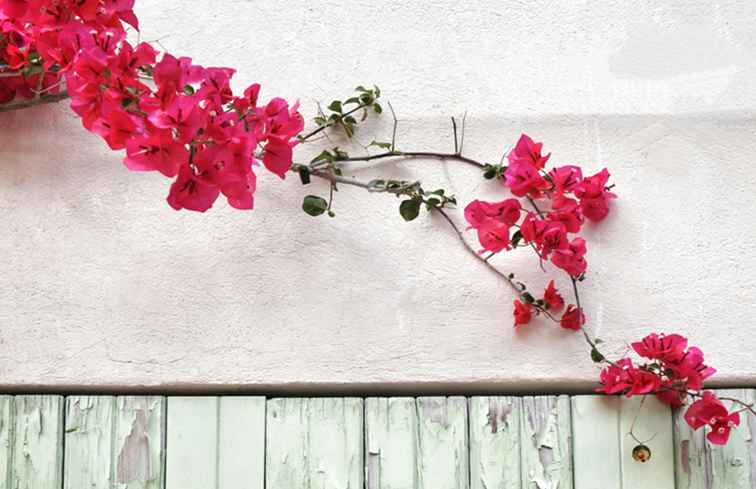 Bougainvillea / Arizona