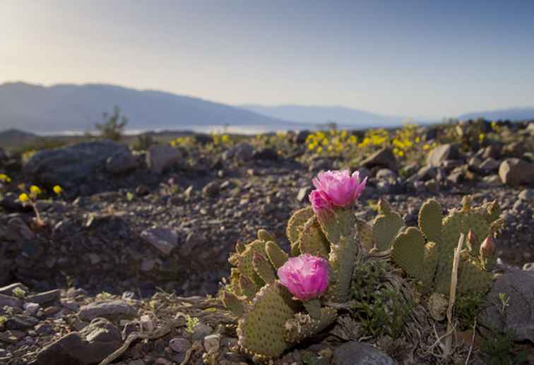 Fotos de cactus y flores de cactus de Phoenix, Arizona / Arizona