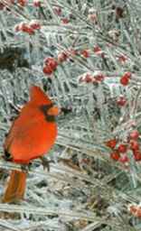 Gewöhnliche Winter-Vögel in Milwaukee / Wisconsin