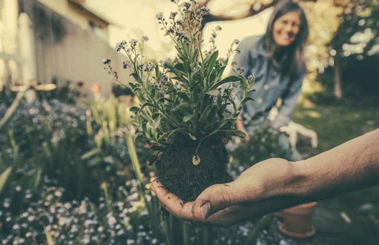 Community Gardens in Toronto / Toronto