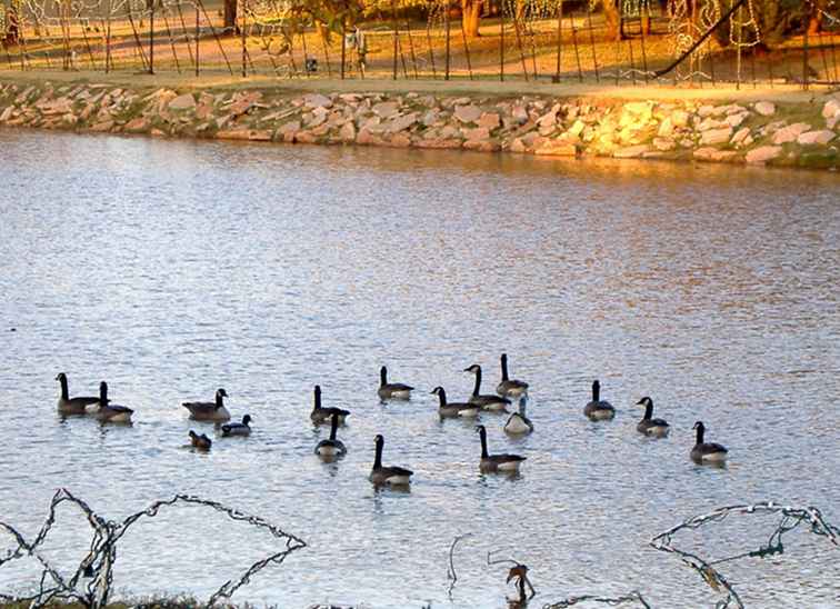 Duck vijvers in de stad Oklahoma