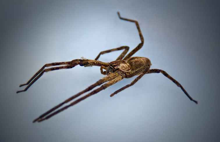 Acht der gruseligsten Spinnenarten Afrikas / Afrika & Mittlerer Osten