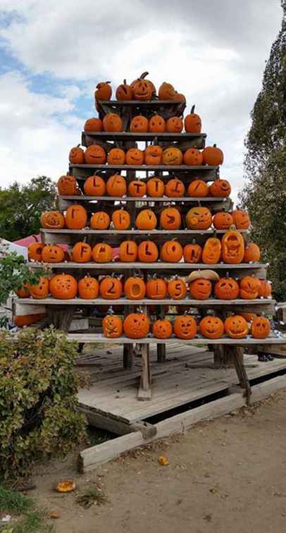 Parches de calabaza de Halloween alrededor de Reno y Tahoe / Nevada