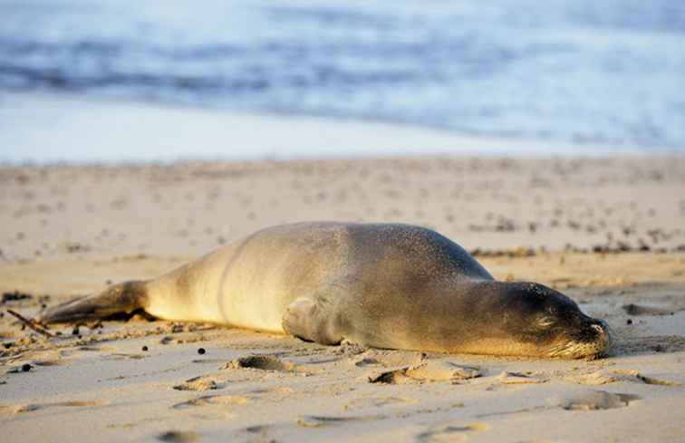 Hawaiian Monk Seals / Hawaii