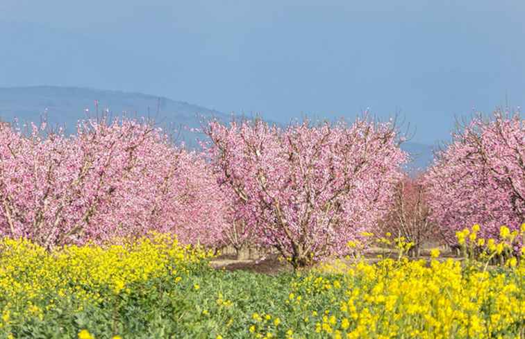 Hoe je California's Fresno Blossom Trail ziet / Californië