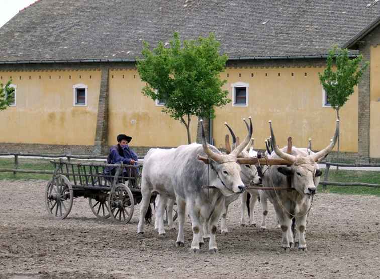 Concorso ippico ungherese sulla Puszta / Ungheria