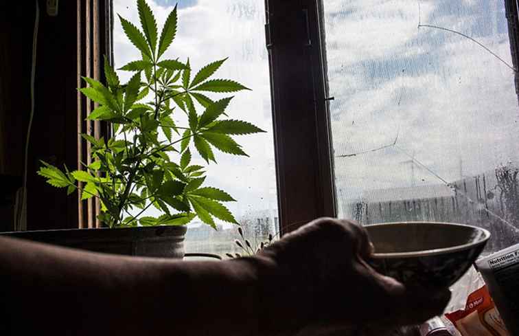 Marijuana i Sverige Juridisk och medicinskt tillstånd av ogräs / Sverige