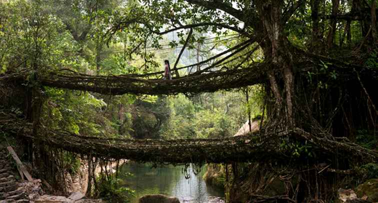 I ponti della radice vivente di Meghalaya completano la guida turistica / 