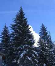 Fattorie di alberi di Natale di Memphis Area / Tennessee