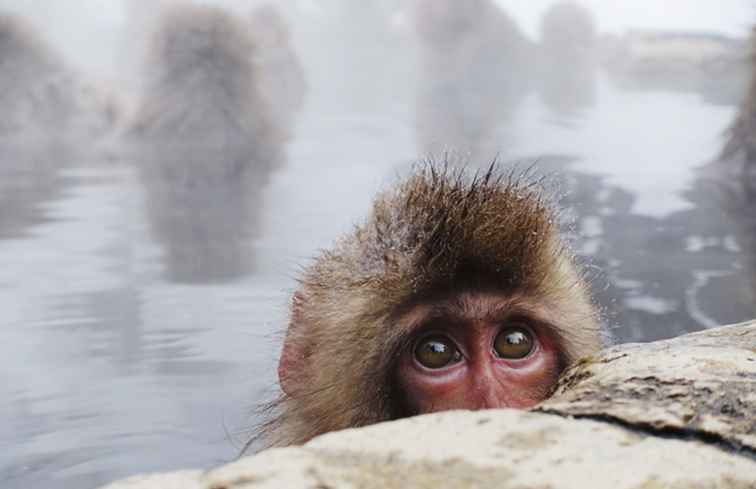 Singe Love Trek aux parcs de singes sauvages du Japon