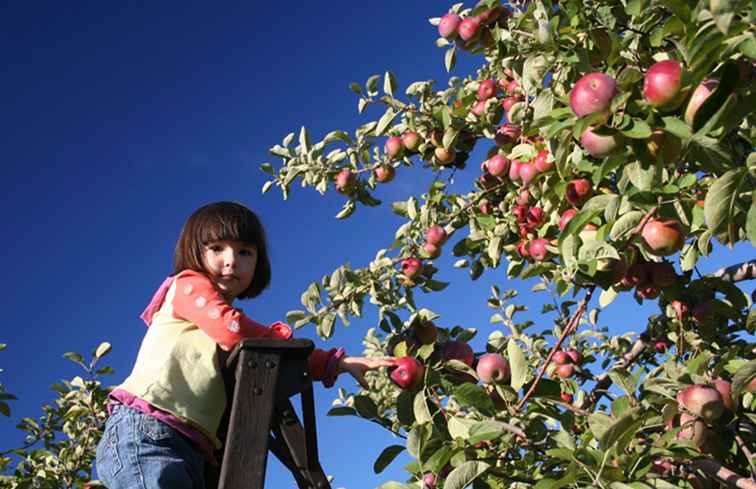 Montreal Apple Picking Orchards 2017 / Montreal