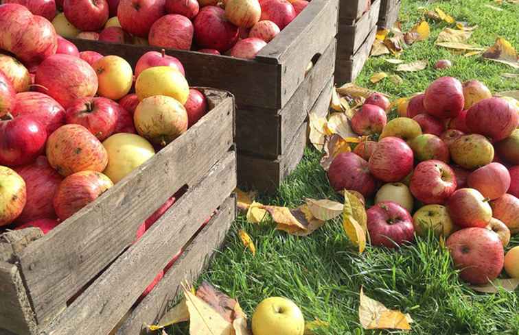 Huertos de manzanas "Pick Your Own" en Carolina del Norte