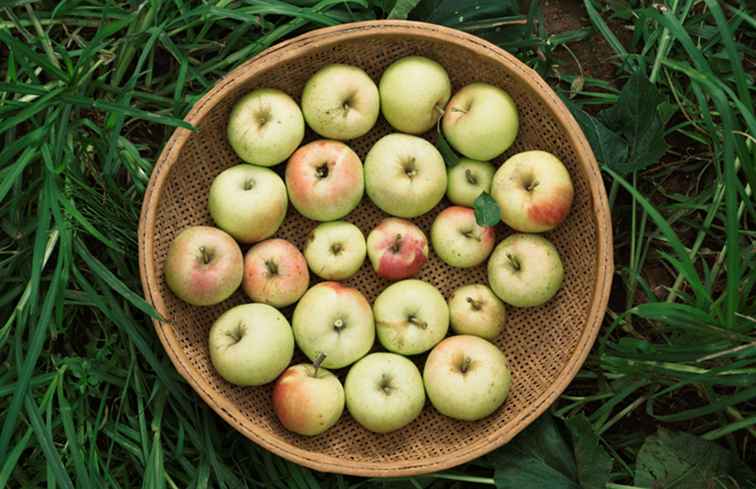 Wählen Sie Ihre eigenen Äpfel auf Long Island / New York
