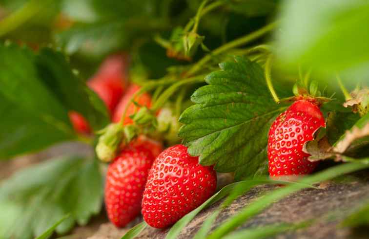 "Wählen Sie Ihre eigenen" Strawberry Farms in North Carolina