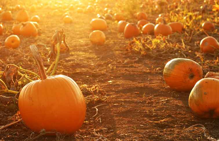 Patchs de citrouille près de Montréal