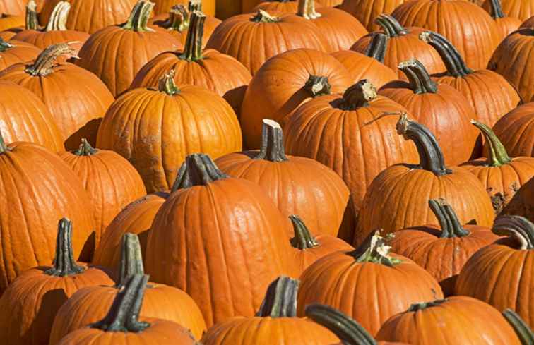 Raccolta di zucca a Long Island