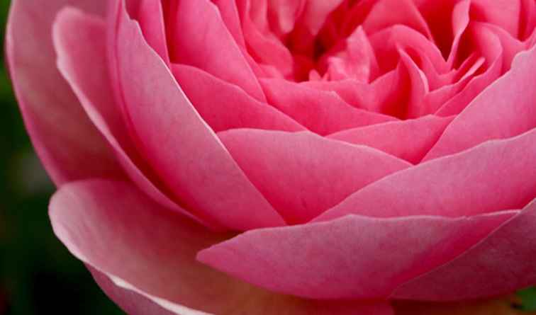 Façons romantiques d'utiliser des pétales de rose dans votre maison / RomanticVacations