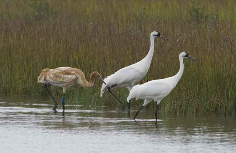 Texas Top Birding Locations / Texas