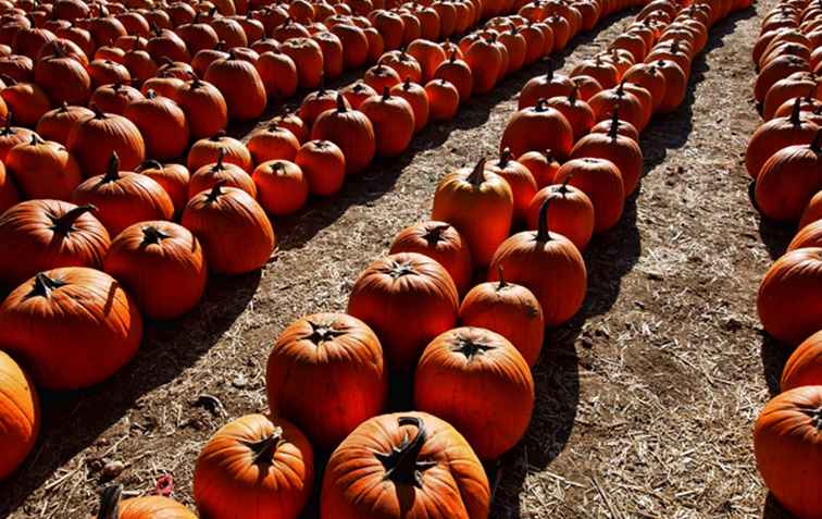 Les meilleurs patchs de citrouille autour de Los Angeles / Californie