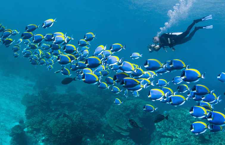 Le migliori destinazioni per immersioni subacquee al mondo