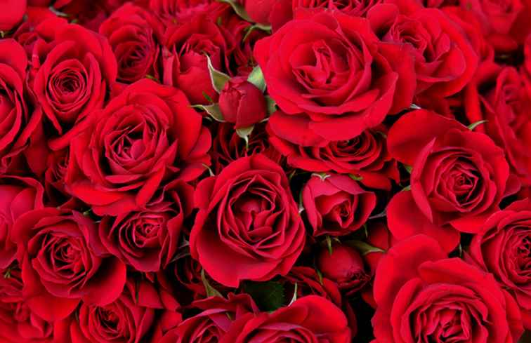 Top rosas rojas para el día de San Valentín / Vacaciones románticas
