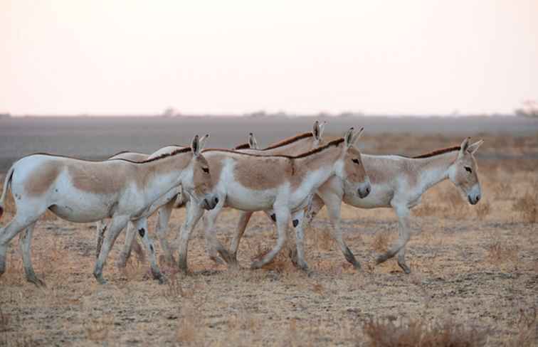 Guía de viaje de Wild Ass Sanctuary / 