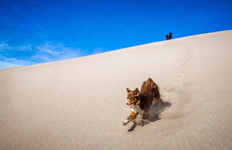 5 hundefreundliche Nationalparks / 