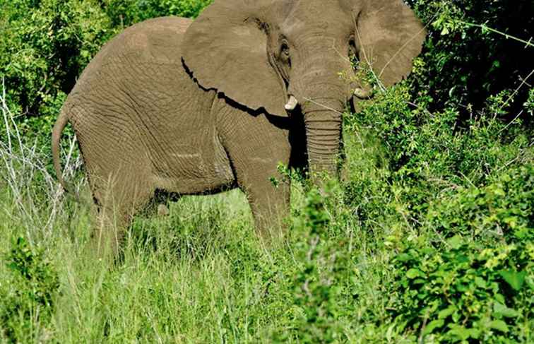 5 sätt att spara pengar när du bokar en afrikansk safari / Afrika & Middle