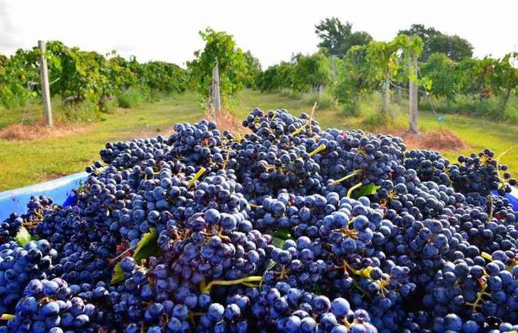 Las mejores bodegas y viñedos cerca de Houston / Texas