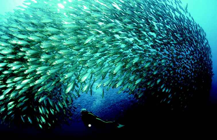 Bonaire reseguide / Bonaire